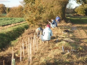 Volunteers taking part in hedgerow restoration 