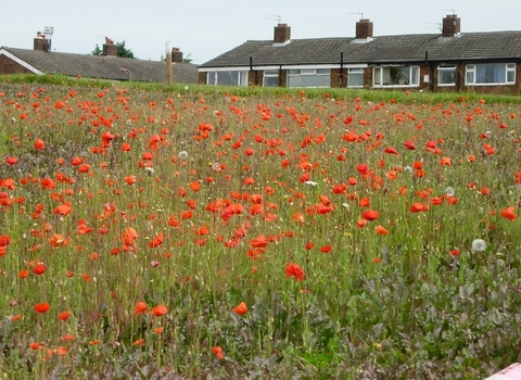 Lots of red poppy's in front of a street of houses